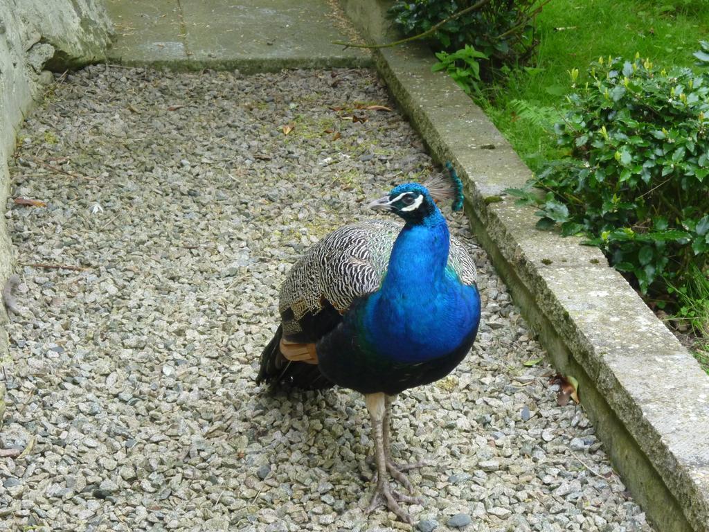 Muchalls Toadhall Rooms חדר תמונה